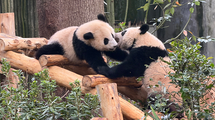成都大熊猫繁育研究基地第 108 张图片