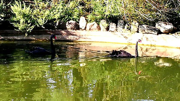 云南野生动物园-天鹅湖