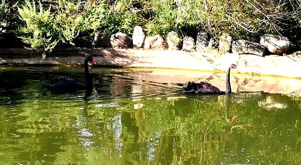 云南野生动物园-天鹅湖