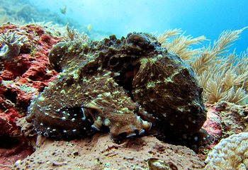 Diving Indo第 17 张图片