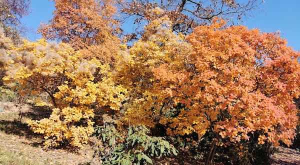 Gellért-hegy Jubileumi park