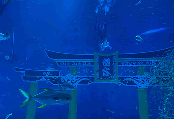 上海海昌海洋公园第 420 张图片