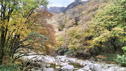 米仓山国家森林公园第 59 张图片