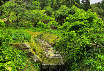 阿里山国家风景区第 31 张图片
