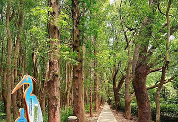 同里国家湿地公园第 85 张图片