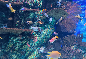 上海海洋水族馆第 174 张图片