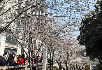 武汉大学第 60 张图片