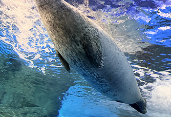 上海海洋水族馆第 153 张图片