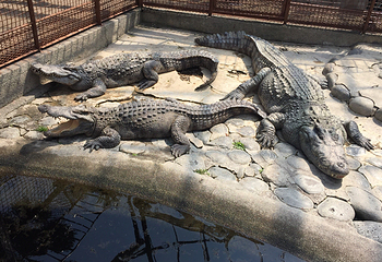 热川香蕉鳄鱼园第 9 张图片
