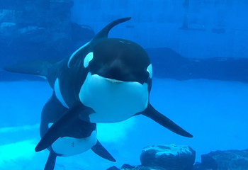 名古屋港水族馆第 33 张图片