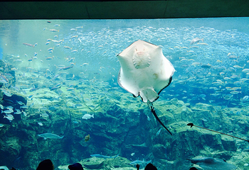 九十九岛水族馆第 10 张图片