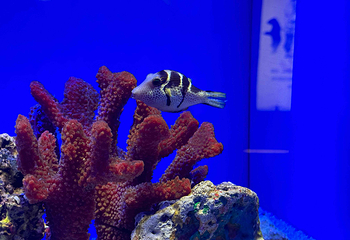 上海海洋水族馆第 78 张图片