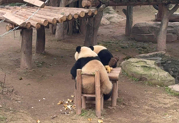 重庆动物园第 193 张图片