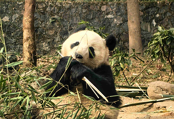都江堰中华大熊猫苑(原熊猫乐园)第 34 张图片
