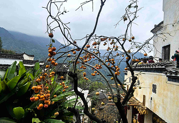 婺源篁岭景区第 326 张图片