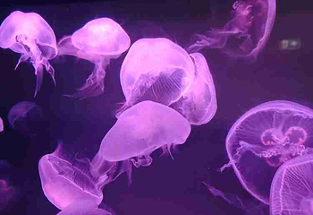 墨尔本水族馆第 56 张图片