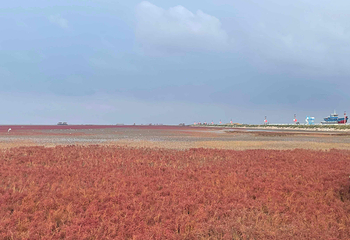 红海滩国家风景廊道第 174 张图片