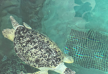 名古屋港水族馆第 48 张图片