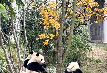 成都大熊猫繁育研究基地第 523 张图片