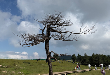 芦芽山旅游度假区第 151 张图片