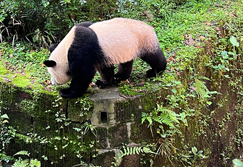 成都大熊猫繁育研究基地第 287 张图片