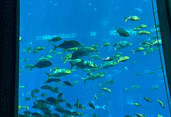 三亚亚特兰蒂斯失落的空间水族馆第 276 张图片