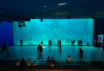 济州岛Aqua Planet水族馆第 69 张图片