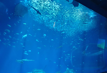 茨城县大洗水族馆第 31 张图片
