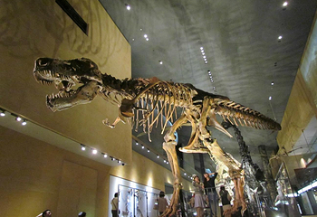 Kitakyushu Museum of Natural History & Human History第 10 张图片