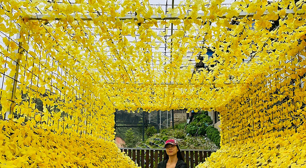 金马伦高原花卉公园