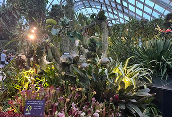 新加坡滨海湾花园第 495 张图片