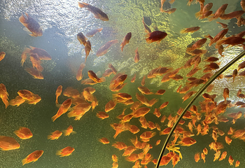 济州岛Aqua Planet水族馆第 66 张图片