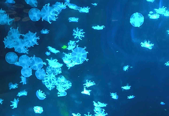 上海海洋水族馆第 184 张图片