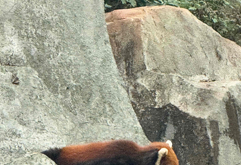 成都大熊猫繁育研究基地第 735 张图片