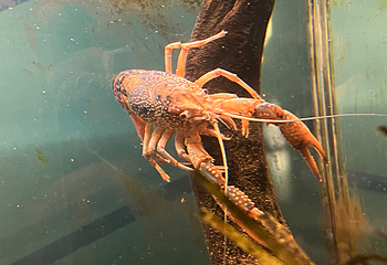 奥杜邦美洲水族馆第 24 张图片