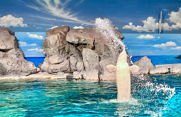 名古屋港水族馆第 15 张图片