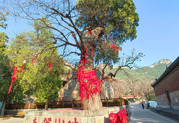 灵岩寺第 75 张图片
