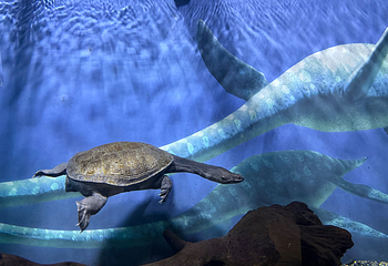 济州岛Aqua Planet水族馆第 51 张图片