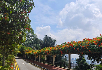 花柏山公园第 137 张图片