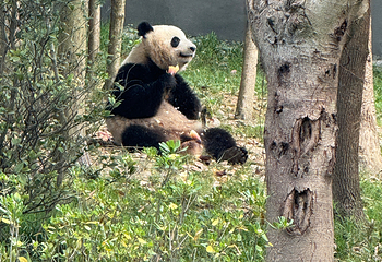 成都大熊猫繁育研究基地第 366 张图片