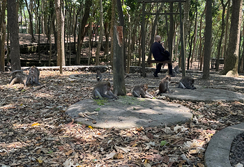 圣猴森林公园第 54 张图片