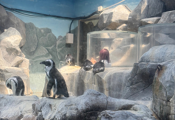 济州岛Aqua Planet水族馆第 83 张图片