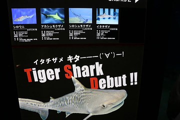 茨城县大洗水族馆第 33 张图片