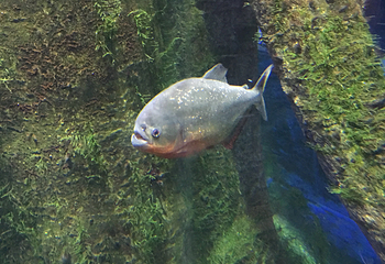 丽水Aqua Planet水族馆第 16 张图片