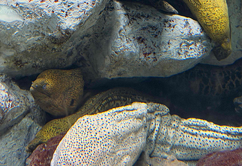 济州岛Aqua Planet水族馆第 43 张图片