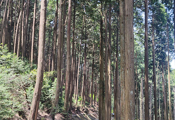 庐山风景名胜区第 307 张图片