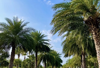 海棠湾第 79 张图片