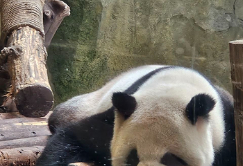 成都大熊猫繁育研究基地第 649 张图片