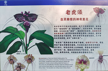 中国科学院西双版纳热带植物园第 30 张图片