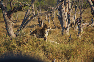 Moremi Wildlife Reserve